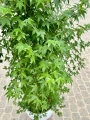 Acer palmatum, Klon palmowy Little Princess