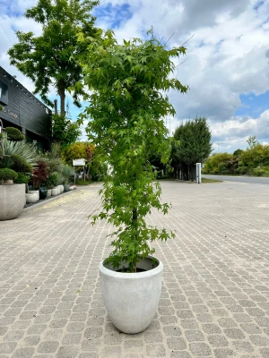 Acer palmatum, Klon palmowy Katsura
