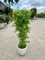 Acer palmatum, Klon palmowy Katsura