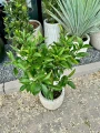 Citrus sinensis, drzewko pomarańczowe