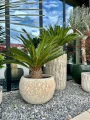 Cycas revoluta cykas XXL