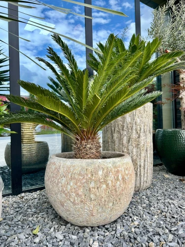 Cycas revoluta cykas XXL