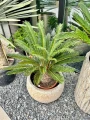 Cycas revoluta cykas XXL