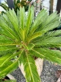 Cycas revoluta cykas XXL