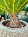 Cycas revoluta cykas XXL