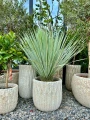 Yucca Rostrata S