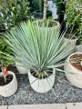 Yucca Rostrata S