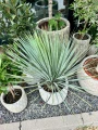Yucca Rostrata S