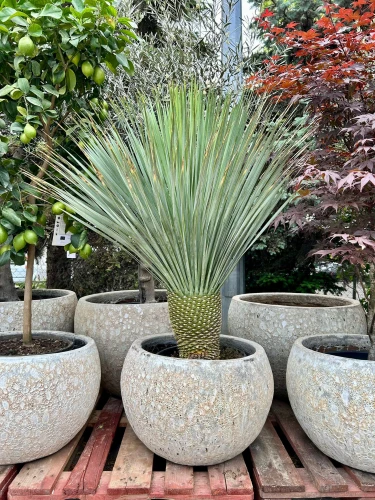 Yucca Rostrata, H: 130 cm