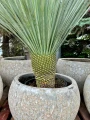 Yucca Rostrata, H: 130 cm