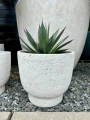 Agave Shaka Zulu