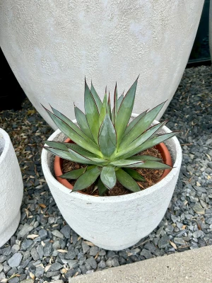 Agave Shaka Zulu