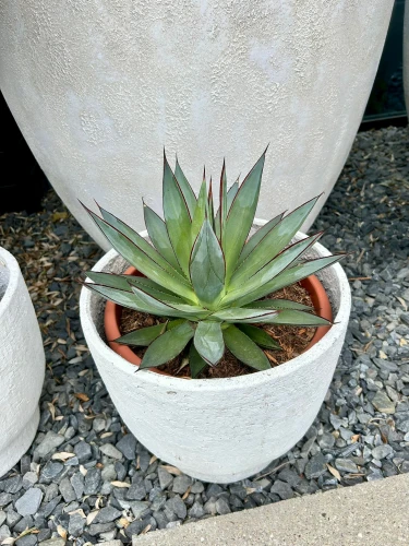 Agave Shaka Zulu