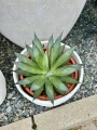 Agave Shaka Zulu