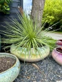 Agave filifera