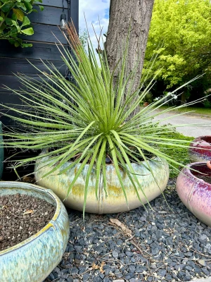 Agave filifera