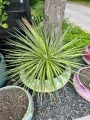 Agave filifera
