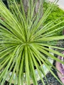 Agave filifera