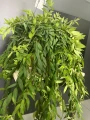 Aeschynanthus