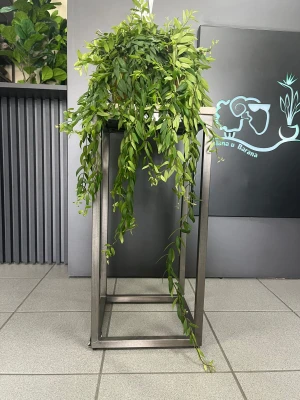 Aeschynanthus Japhrolepis