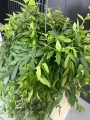 Aeschynanthus
