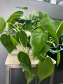 Philodendron Scandens L