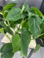 Philodendron Scandens L