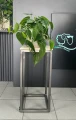 Philodendron Scandens L