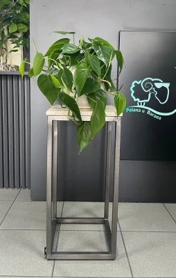 Philodendron Scandens L