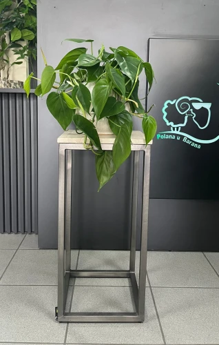 Philodendron Scandens L