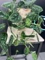 Scindapsus pictus Argyraeus