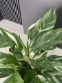 Spathiphyllum Diamond Variegata