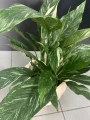 Spathiphyllum Diamond Variegata