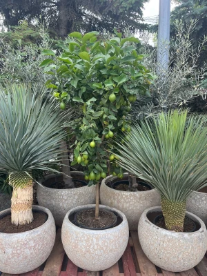Citrus, Drzewo cytrusowe, Cytryna