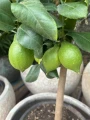 Citrus, Drzewo cytrusowe, Cytryna