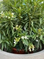Biały oleander