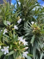 Biały oleander