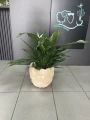 Spathiphyllum Diamond Variegata