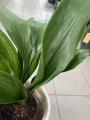 Aspidistra Elatior S