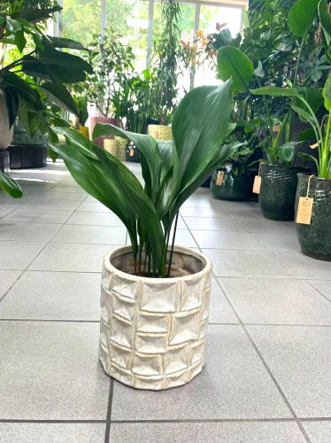 Aspidistra Elatior S