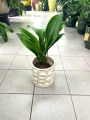 Aspidistra Elatior S