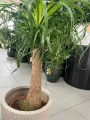 Beaucarnea recurvata, nolina L