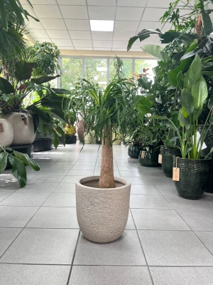 Beaucarnea recurvata, nolina L