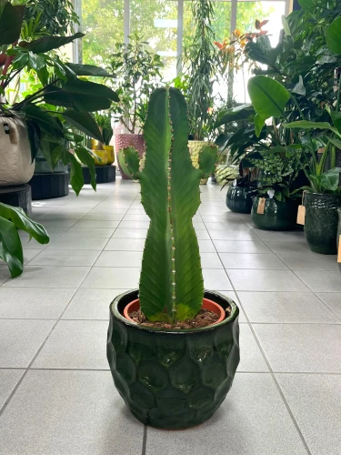 Euphorbia Ingens Canarias, Wilczomlecz