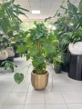 Monstera deliciosa, monstera dziurawa na paliku