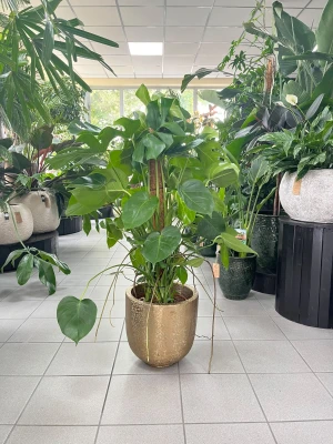 Monstera deliciosa, monstera dziurawa na paliku