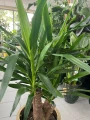 Yucca elephantipes, juka