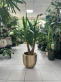 Yucca elephantipes, juka