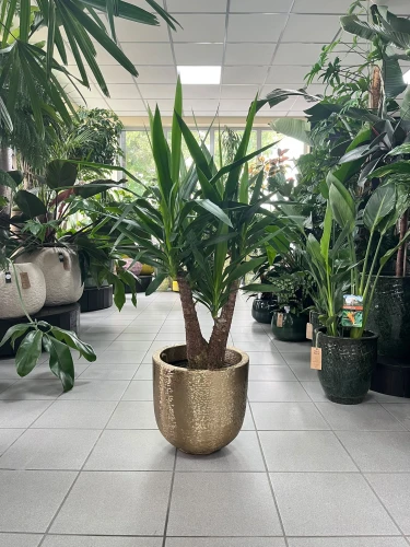 Yucca elephantipes, juka