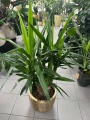 Yucca elephantipes, juka